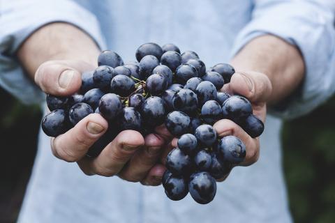 bunch of grapes in someones hands