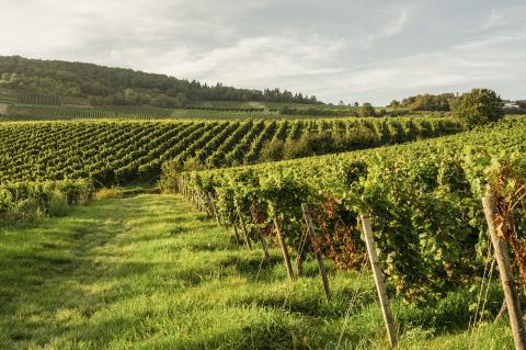 green vineyards