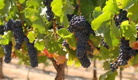 grapes hanging on vines