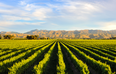 winery-growers