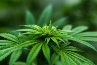 blur-cannabis-close-up
