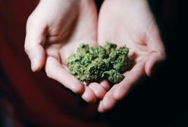 medical-marijuana-cannabis